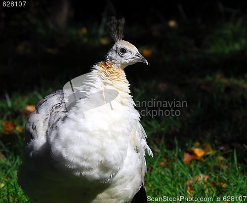 Image of Indian Peafowl (Pavo cristatus)