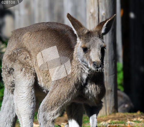 Image of Eastern Grey Kangaroo (Macropus giganteus)