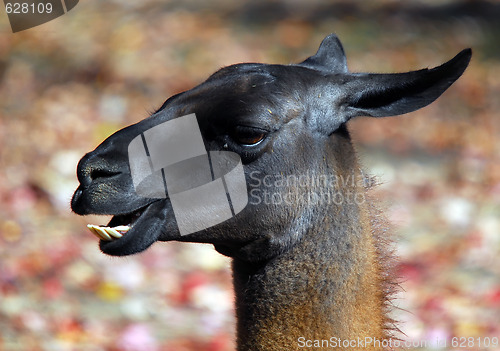 Image of  Llama