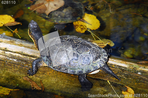 Image of Painted Turtle (Chrysemys picta)