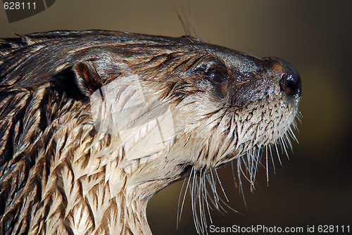 Image of Northern River Otter (Lontra canadensis)