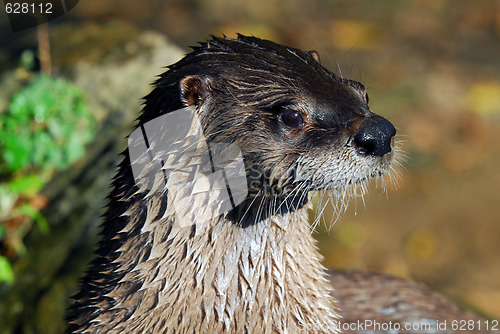 Image of Northern River Otter (Lontra canadensis)