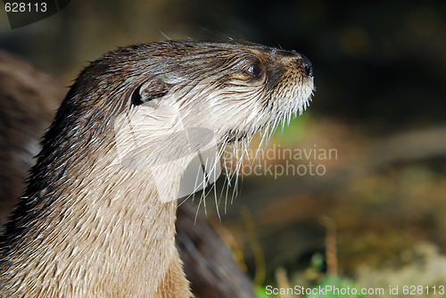 Image of Northern River Otter (Lontra canadensis)