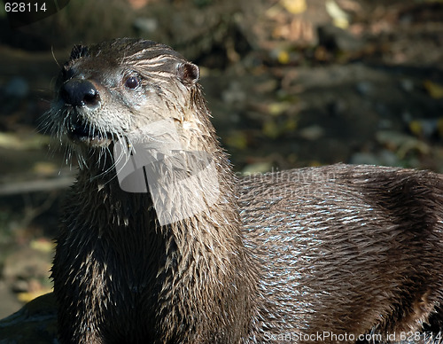 Image of Northern River Otter (Lontra canadensis)