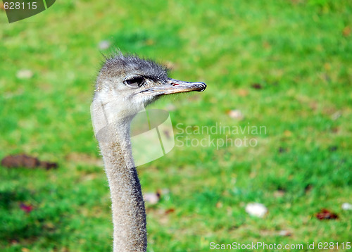 Image of Ostrich