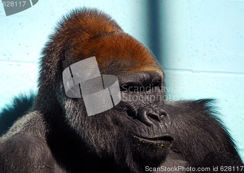 Image of Gorilla