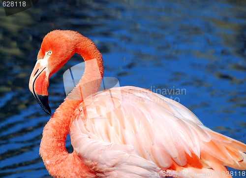 Image of Pink Flamongo