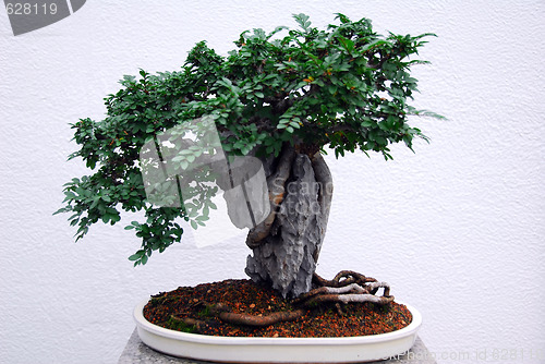 Image of Bonsai