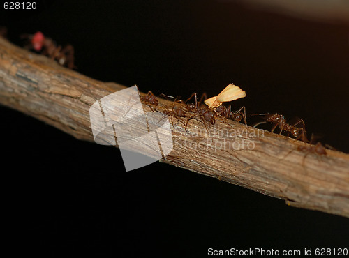 Image of Ants