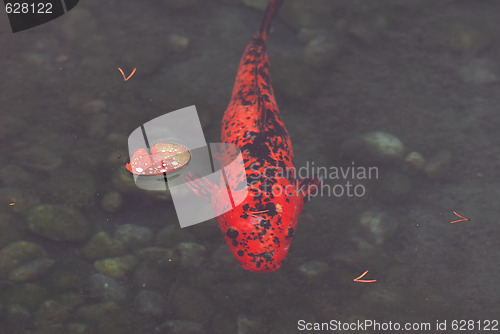 Image of Koi fish