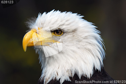 Image of American Bald Eagle (Haliaeetus leucocephalus)
