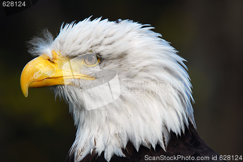 Image of American Bald Eagle (Haliaeetus leucocephalus)