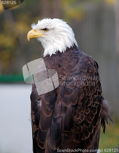 Image of American Bald Eagle (Haliaeetus leucocephalus)