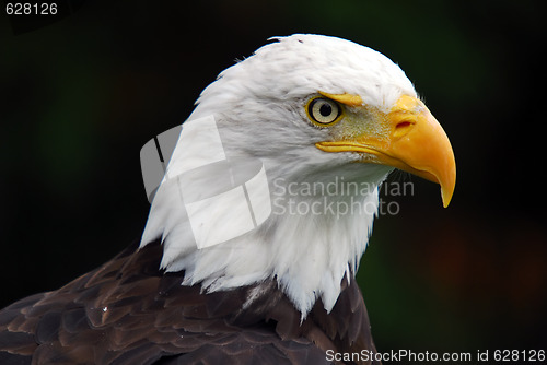 Image of American Bald Eagle (Haliaeetus leucocephalus)