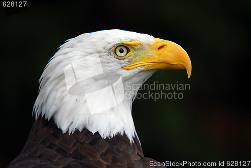 Image of American Bald Eagle (Haliaeetus leucocephalus)