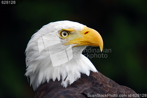 Image of American Bald Eagle (Haliaeetus leucocephalus)