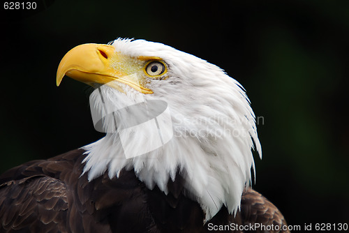 Image of American Bald Eagle (Haliaeetus leucocephalus)
