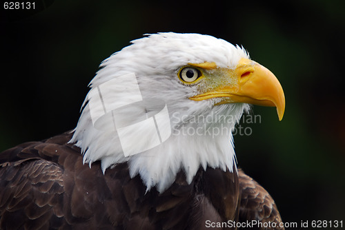 Image of American Bald Eagle (Haliaeetus leucocephalus)