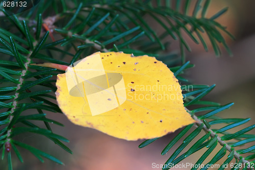 Image of Autumn Leaf