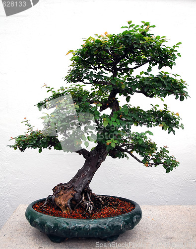 Image of Bonsai