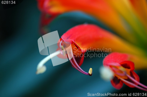 Image of Flower Stamens