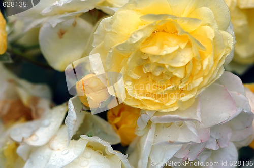 Image of Roses and water