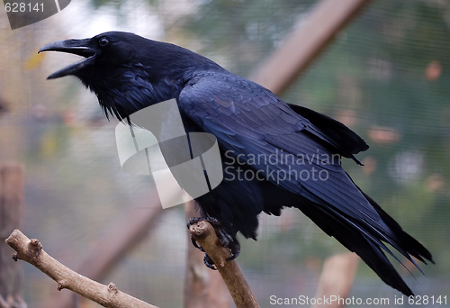 Image of Common Raven (Corvus corax)