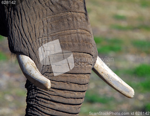 Image of Elephants (Elephantidae) 