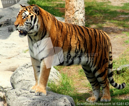 Image of Tiger