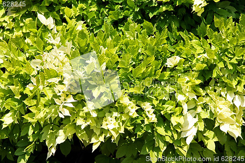 Image of Green leaves