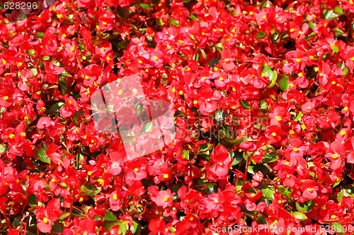 Image of Red flowers field
