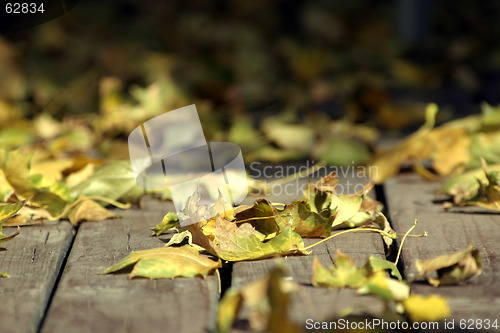 Image of Close up on the Leaves Falling