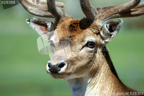 Image of Deer