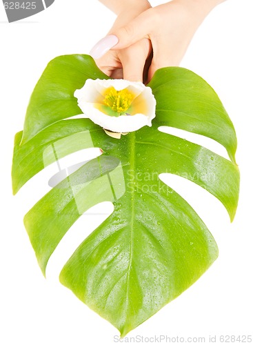 Image of female hands with green leaf and flower