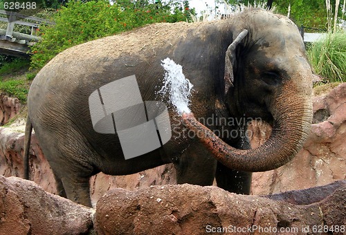 Image of Elephant