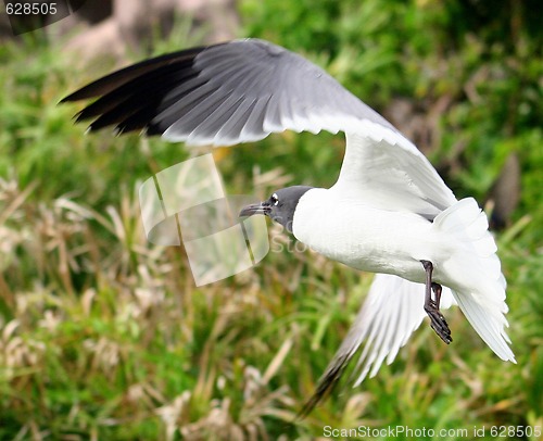 Image of Bird Flying