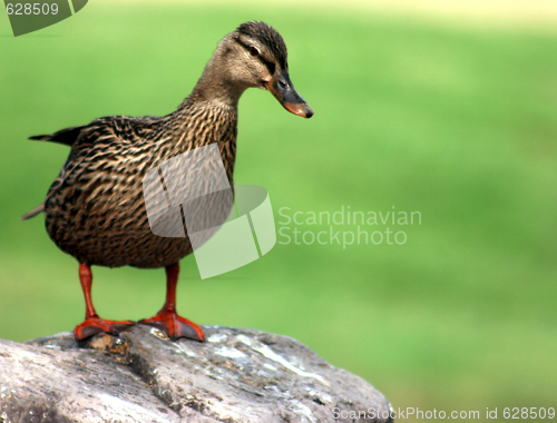 Image of Gazing Duck