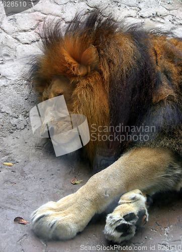 Image of Sleeping Lion