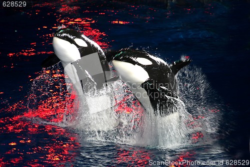 Image of Killer Whales