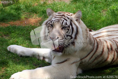 Image of White Tiger