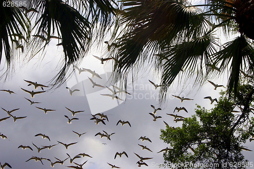 Image of Flying Birds