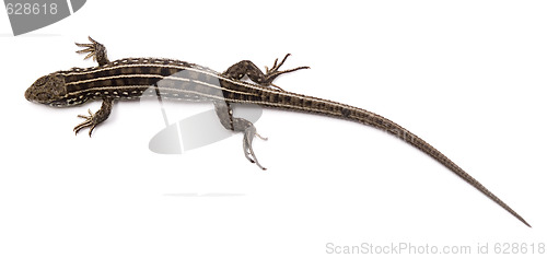 Image of lizard