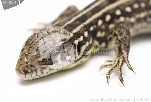 Image of lizard