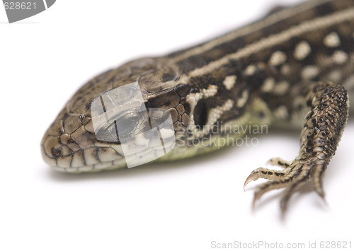 Image of lizard