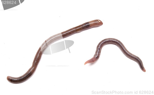 Image of earthworms