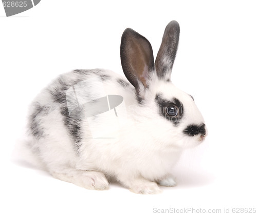 Image of rabbit