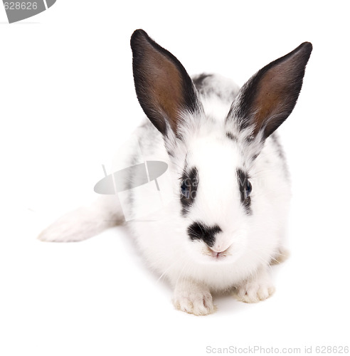 Image of rabbit