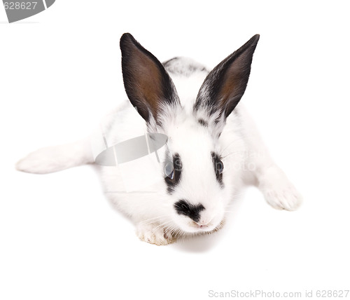 Image of rabbit