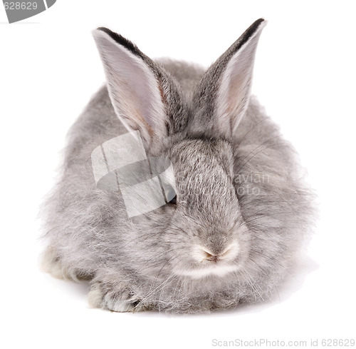 Image of rabbit