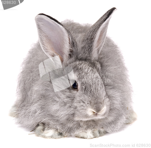 Image of rabbit